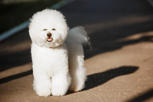 Bichon frize sobre fondo natural — Foto de Stock