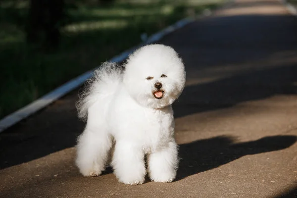 Bichon frize auf dem Hintergrund der Natur — Stockfoto