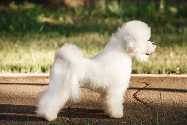 Bichon frize sullo sfondo della natura — Foto Stock