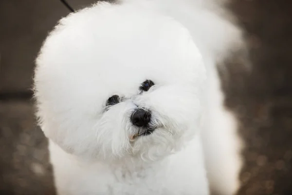 Bichon frize sullo sfondo della natura — Foto Stock