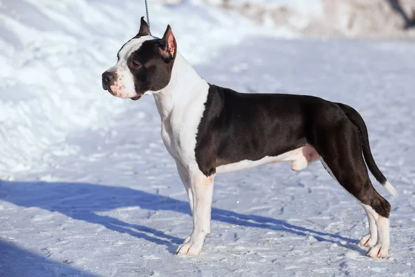 Amerikai Staffordshire Terrier szálláshelyén a hóban — Stock Fotó