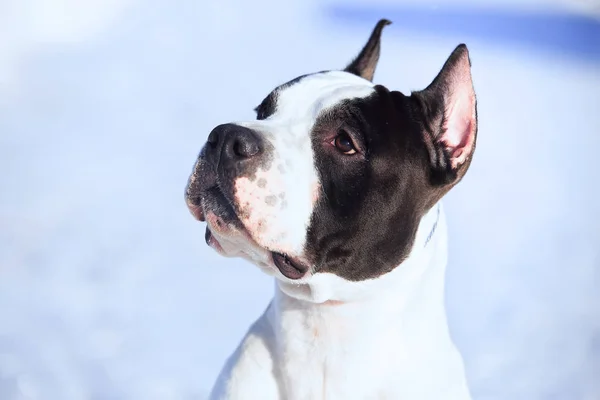 American Staffordshire Terrier permanecer en la nieve —  Fotos de Stock