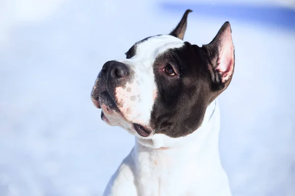 Αμερικανικό Terrier Staffordshire διαμονή στο χιόνι — Φωτογραφία Αρχείου