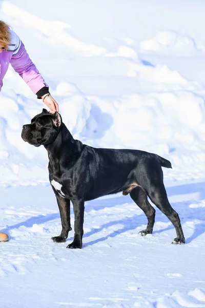 Cane corso, siyah köpek beyaz zemin üzerine — Stok fotoğraf