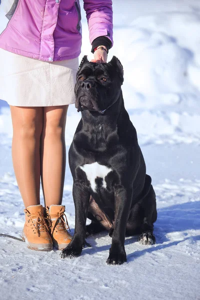 Egy kutya: Cane Corso olasz masztiff-kezelője — Stock Fotó