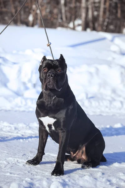 Cane corso italiano psa zimní portrét — Stock fotografie