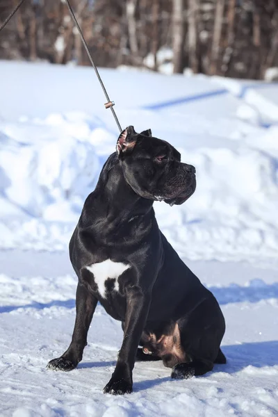 Cane corso italiano kutya téli portré — Stock Fotó