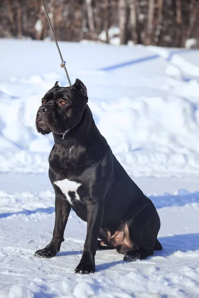 Cane corso italiano psa zimní portrét — Stock fotografie