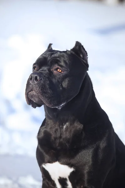 Cane corso italiano hund vinter porträtt — Stockfoto