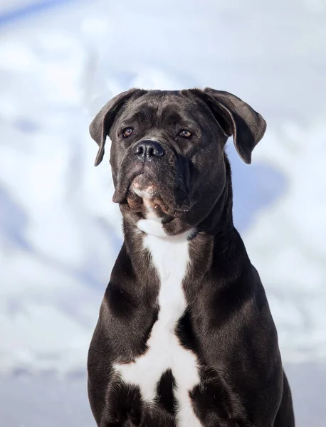 Cana corso italiano cão inverno retrato — Fotografia de Stock