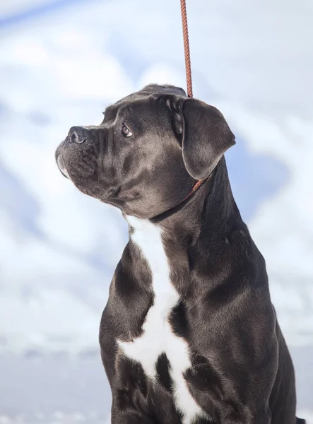 Bastón corso italiano perro retrato de invierno —  Fotos de Stock