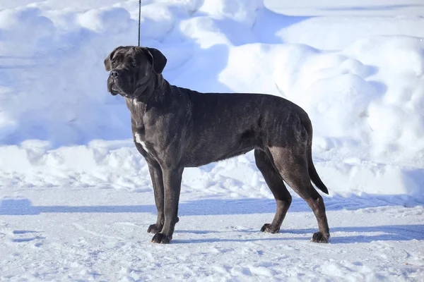 Bastón corso italiano perro retrato de invierno —  Fotos de Stock