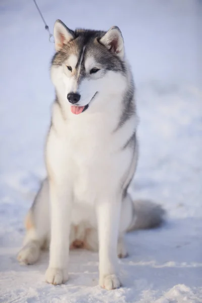 눈 속에서 허스키 강아지의 초상화 — 스톡 사진
