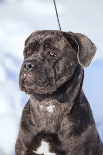 Cane corso italiano dog winter portrait — Stock Photo, Image