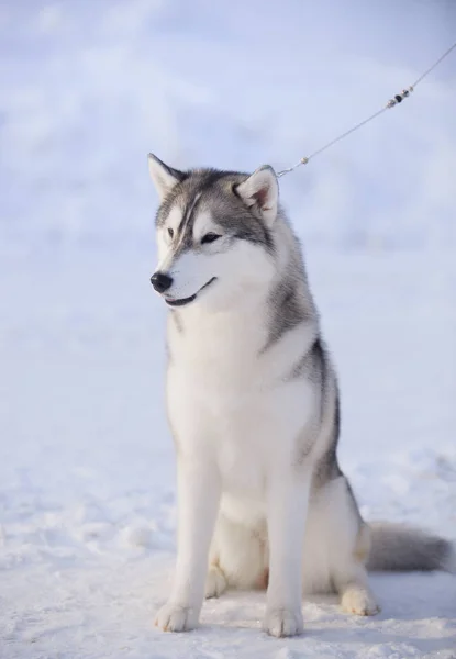 Porträtt av husky hunden i snön — Stockfoto