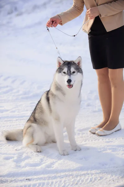 雪の中でハスキー犬の肖像画 — ストック写真