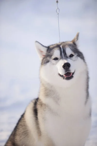 Πορτρέτο του μεγαλόσωμος σκύλος στο χιόνι — Φωτογραφία Αρχείου