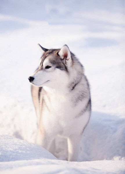 Husky dog in winter. Cute pet, friendly