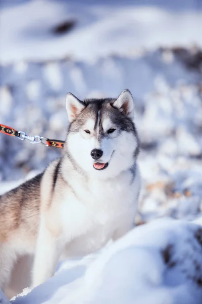 Portret van husky hond in de sneeuw — Stockfoto