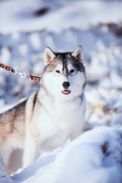 Portrét husky psa ve sněhu — Stock fotografie