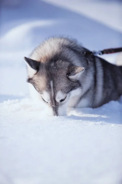 Retrato de perro husky en la nieve — Foto de Stock