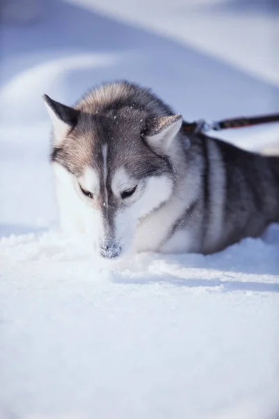 Портрет хаски собаки в снегу — стоковое фото