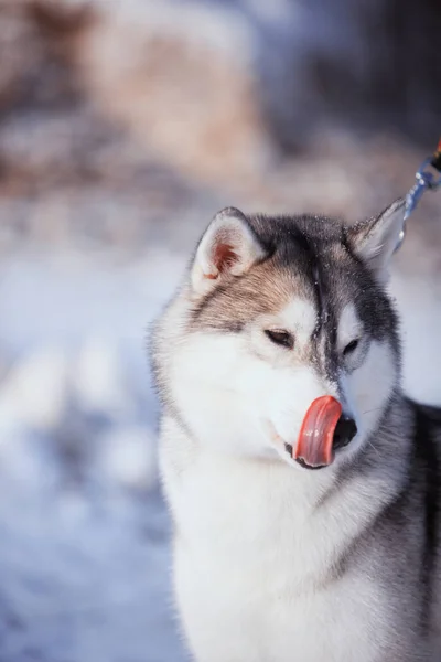 Husky kutya a hóban portré — Stock Fotó