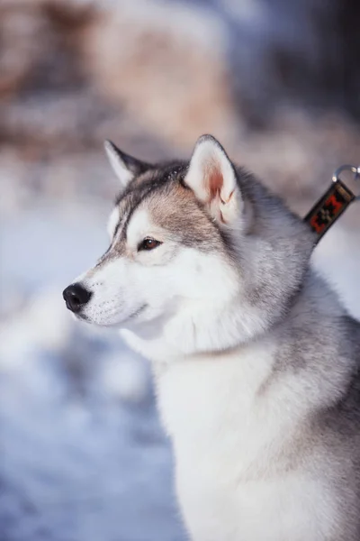 Retrato de cão husky na neve — Fotografia de Stock