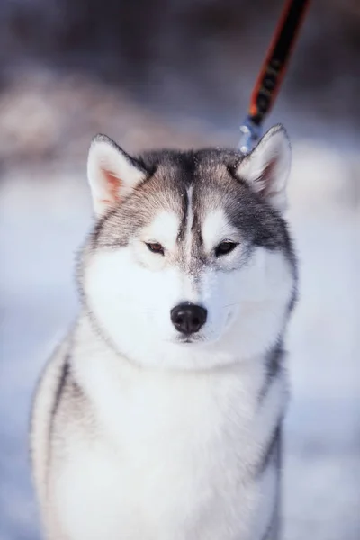 Porträtt av husky hunden i snön — Stockfoto