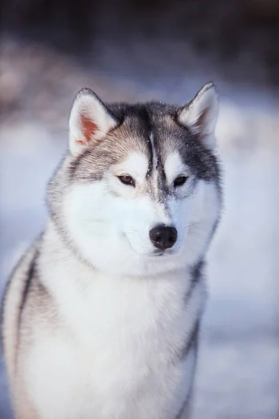 눈 속에서 허스키 강아지의 초상화 — 스톡 사진