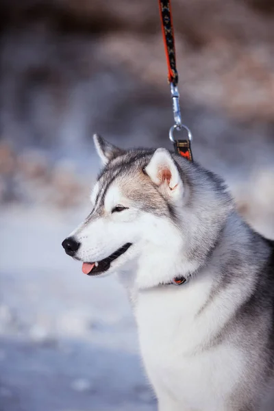 Husky kutya a hóban portré — Stock Fotó