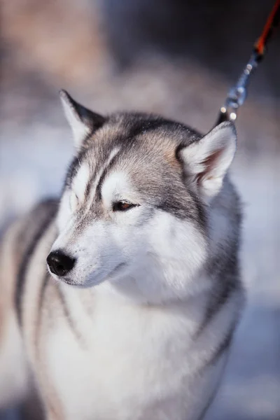 Ritratto di cane husky nella neve — Foto Stock
