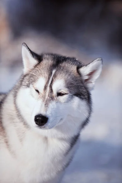 Porträtt av husky hunden i snön — Stockfoto