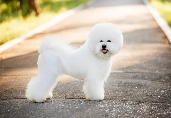 Bichon frize sobre fondo natural Imágenes de stock libres de derechos