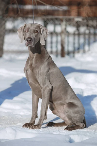Hunting pointer weimaraner winter in the snow — Stock Photo, Image