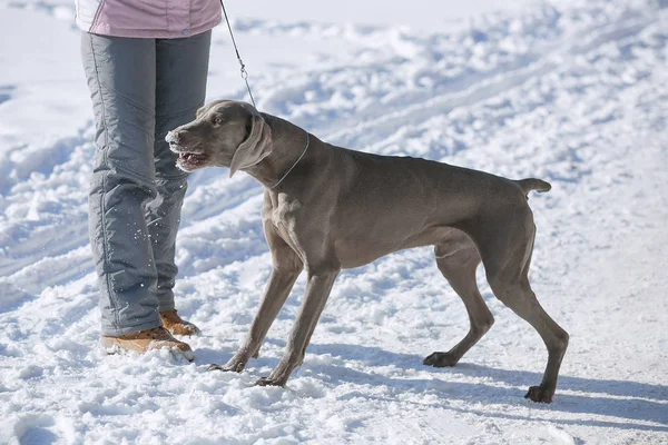 Vadászat mutató weimaraner télen, a hóban — Stock Fotó