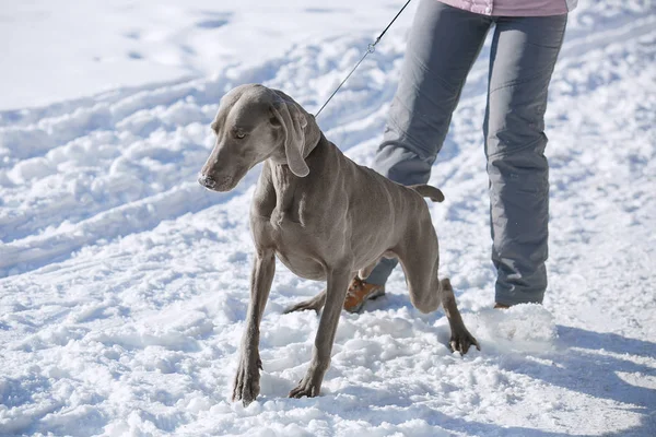 Hunting pointer weimaraner winter in the snow