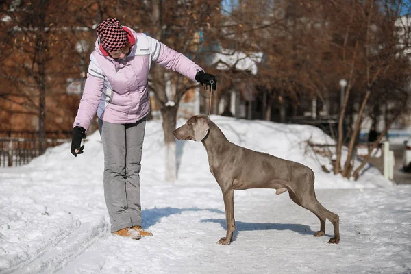 Vadászat mutató weimaraner télen, a hóban — Stock Fotó