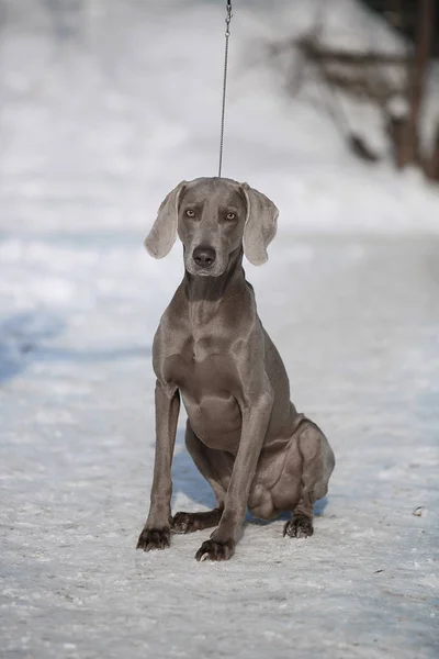 Hunting pointer weimaraner winter in the snow