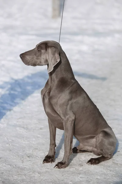 Охотничий указатель Weimaraner зимой в снегу — стоковое фото