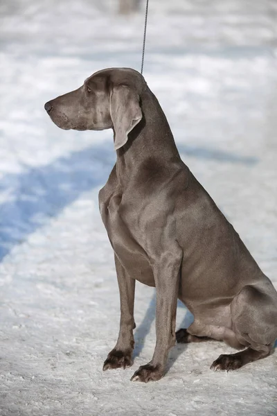 Охотничий указатель Weimaraner зимой в снегу — стоковое фото