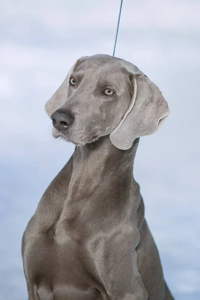 Avcılık işaretçi weimaraner kışın kar