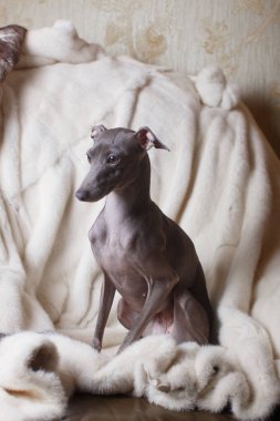 Kanepede yatan İtalyan tazı köpeği