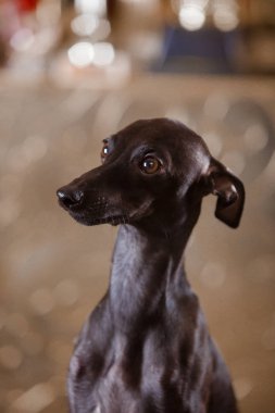 Kanepede yatan İtalyan tazı köpeği