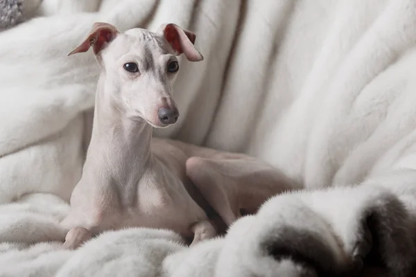 Kanepede yatan İtalyan tazı köpeği