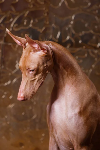 Pharaoh beautiful dog on the background wall — Stock Photo, Image
