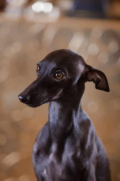 意大利灵缇犬躺在沙发上 — 图库照片