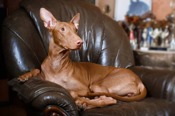 Faraó lindo cão na parede de fundo — Fotografia de Stock