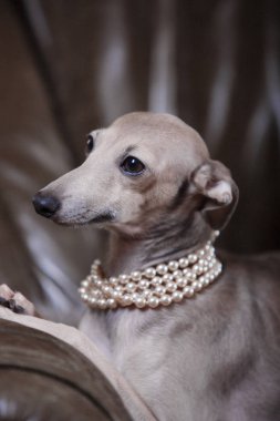 Kanepede yatan İtalyan tazı köpeği