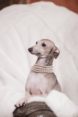 Kanepede yatan İtalyan tazı köpeği